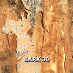 BARK-30.jpg